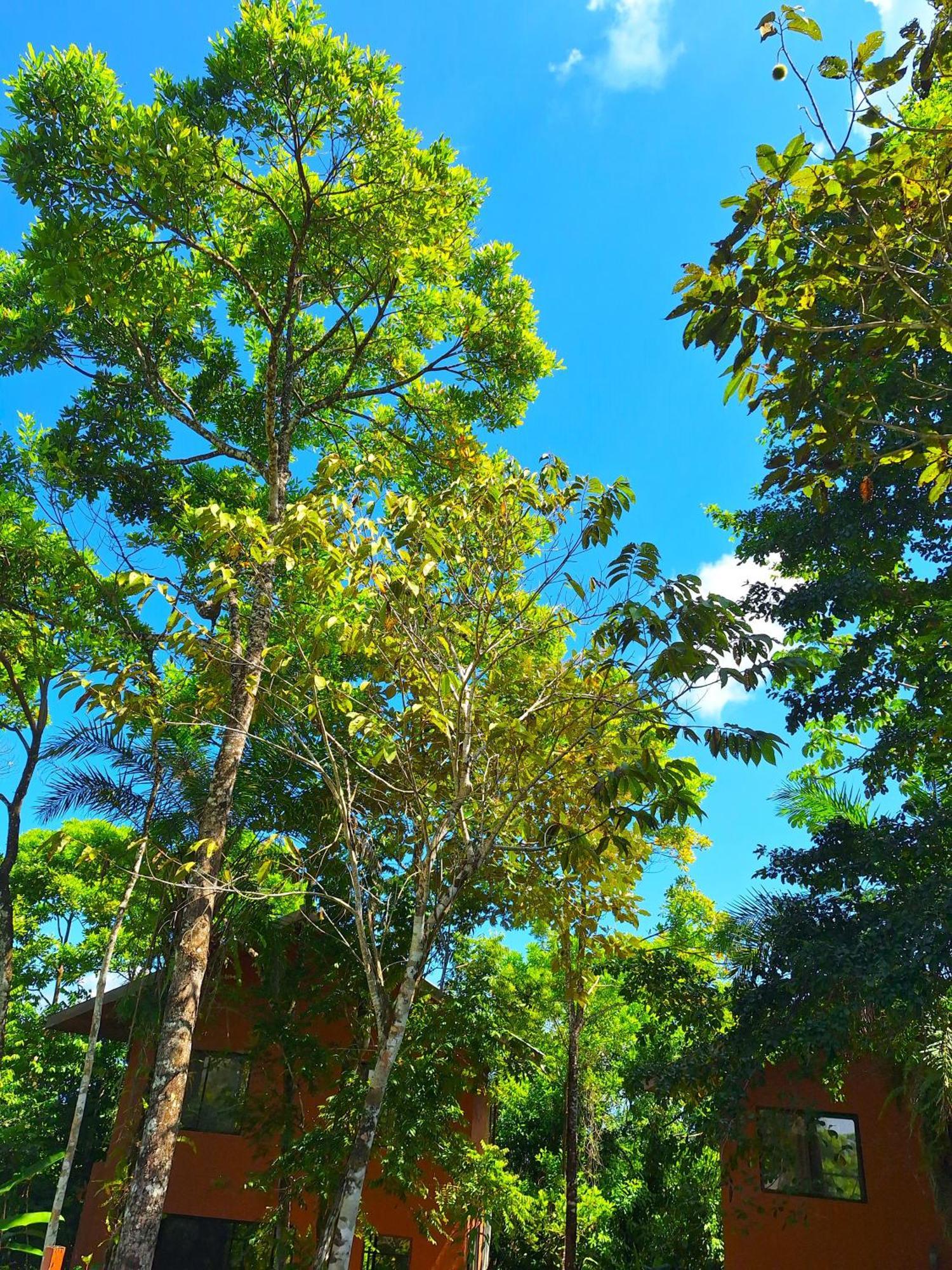 Corcovado Private Villas - Corcovado Private Reserve Puerto Jiménez Zewnętrze zdjęcie