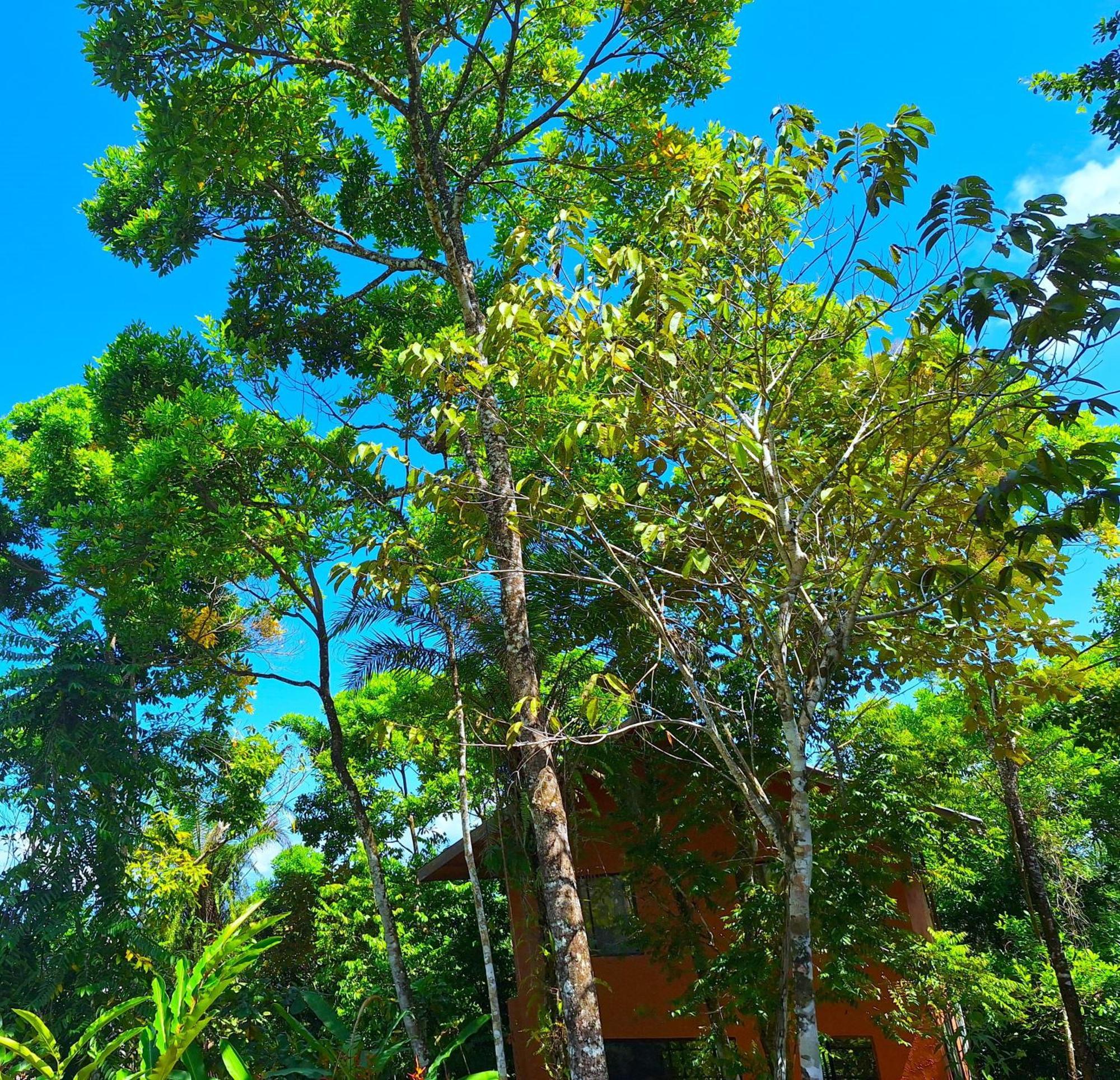 Corcovado Private Villas - Corcovado Private Reserve Puerto Jiménez Zewnętrze zdjęcie